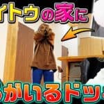 【神回】トメィトゥの家にまろとしろせんせーがいるドッキリしたら反応が面白すぎたwwwww