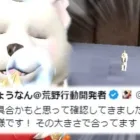 【荒野行動】犬グレの小ささは「仕様」です。→ちょうなんさんが証言。無料無課金ガチャリセマラプロ解説。こうやこうど拡散のため👍お願いします【アプデ最新情報攻略まとめ】