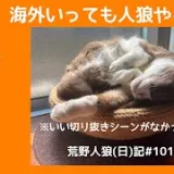 なんか平和なクインの部屋/荒野人狼(日)記#1012