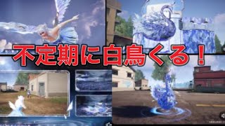 #白鳥ガチャ「前日」【夜の部】やらないか！【荒野行動】1850PC版『KNIVES OUT』「荒野の光」