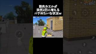 筋肉カエルが突然2匹になるガチホラーｗｗ【#荒野行動】# Knives Out   #荒野アプデ  #荒野8周年半で最大100連無料