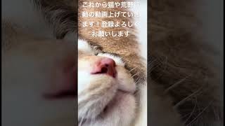 はむむーちょ登録高評価お願いします！#猫 #荒野行動 #初投稿 #可愛い